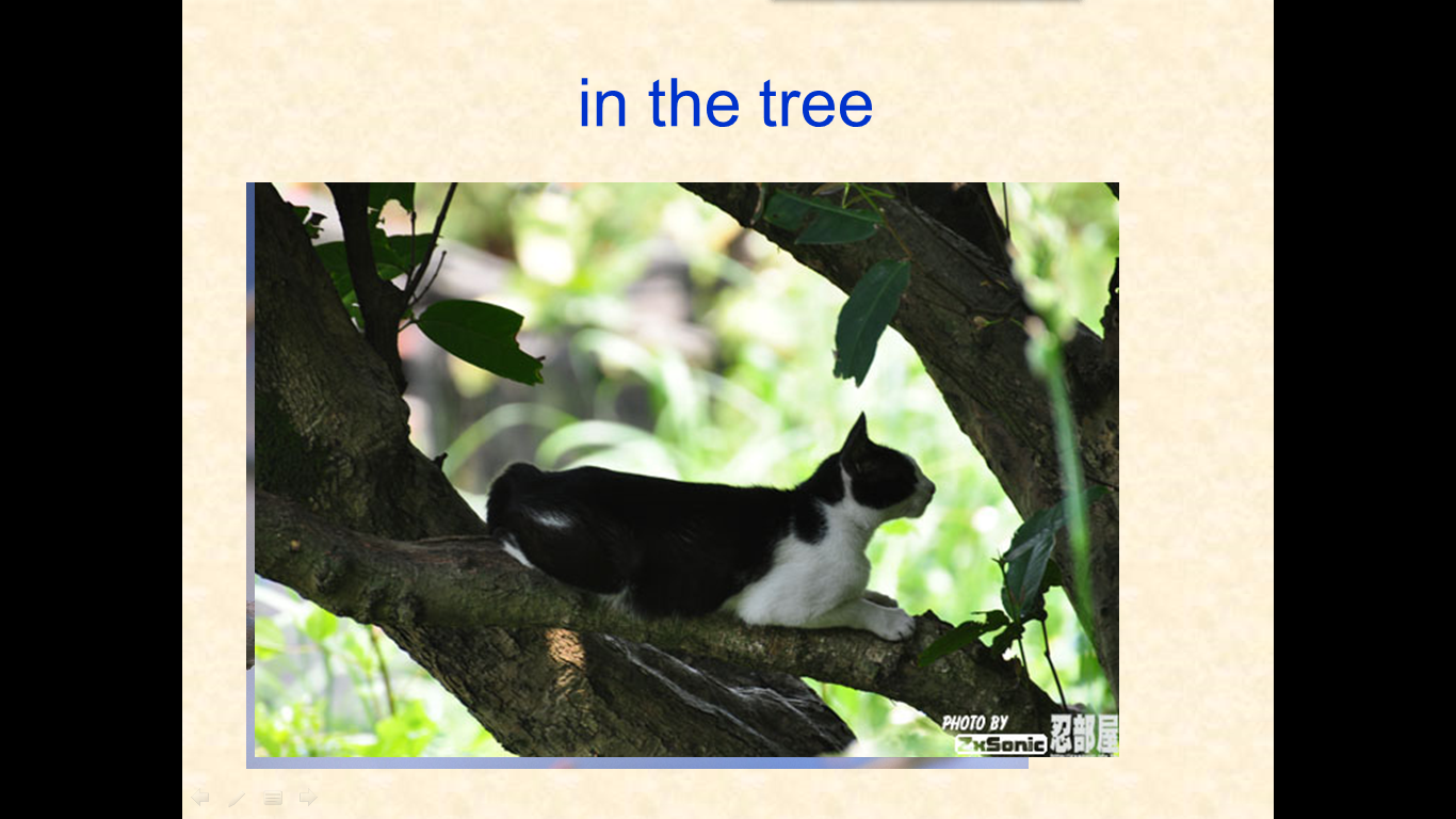 易晓红 in the tree vs on the tree.ppt