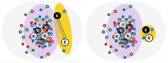 图4 相对论重离子碰撞中X（3872）的两种不同生成机制示意：松散的强子分子态（左）；紧致的四夸克态（右）.png