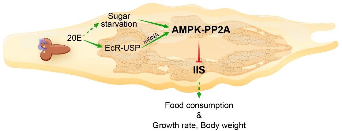 昆虫蜕皮激素激活AMPK-PP2A以拮抗胰岛素信号和抑制个体生长
