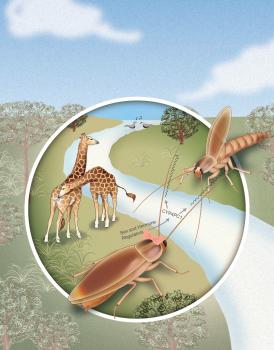 金沙游戏app下载大厅李胜教授课题组在《Nature Ecology & Evolution》发文揭示蟑螂性吸引力产生的分子基础