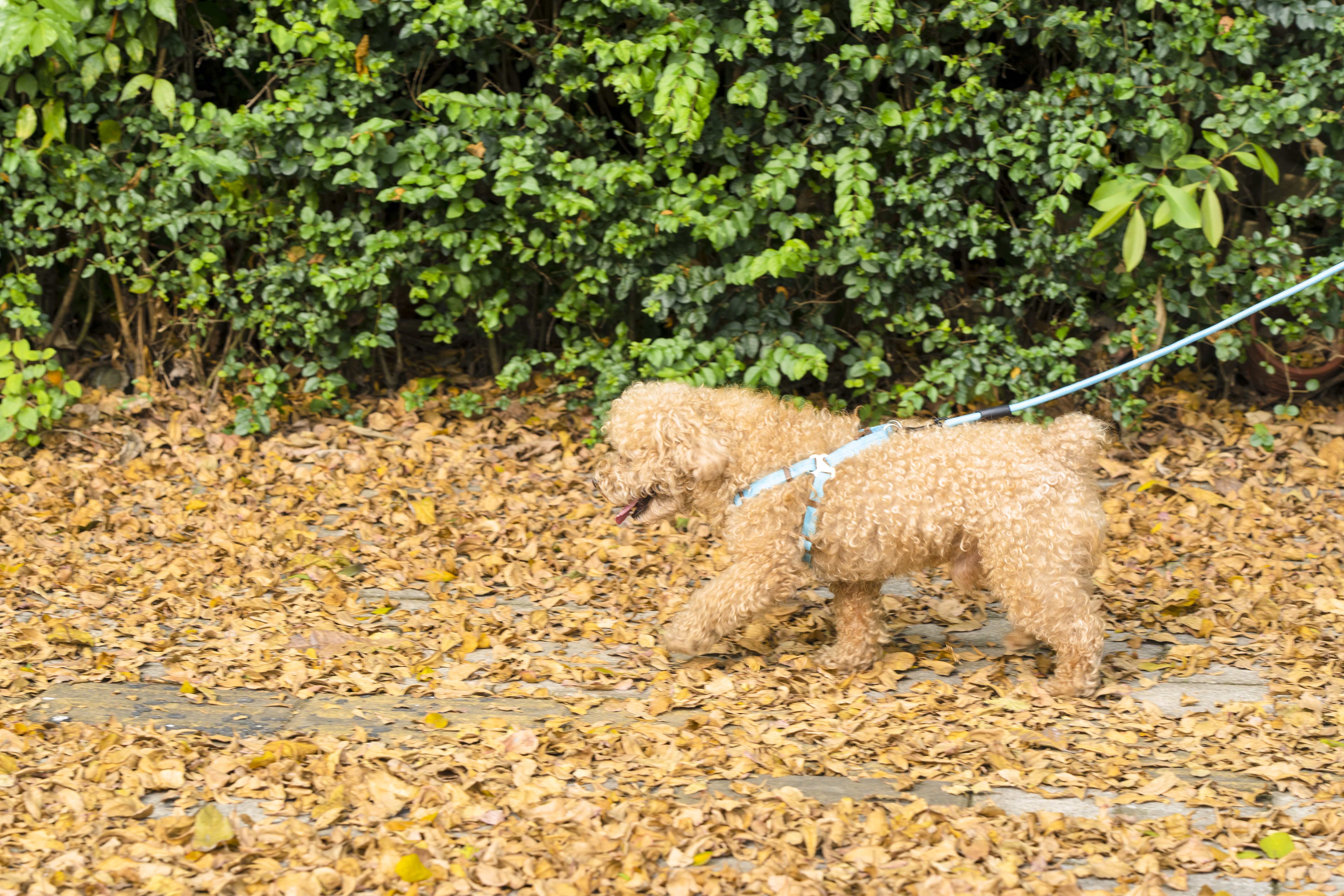 0306 华师黄叶 网球场外黄叶马路 遛狗（摄影：邓心怡）_1 A walking dog fits in the color of fallen leaves.jpg