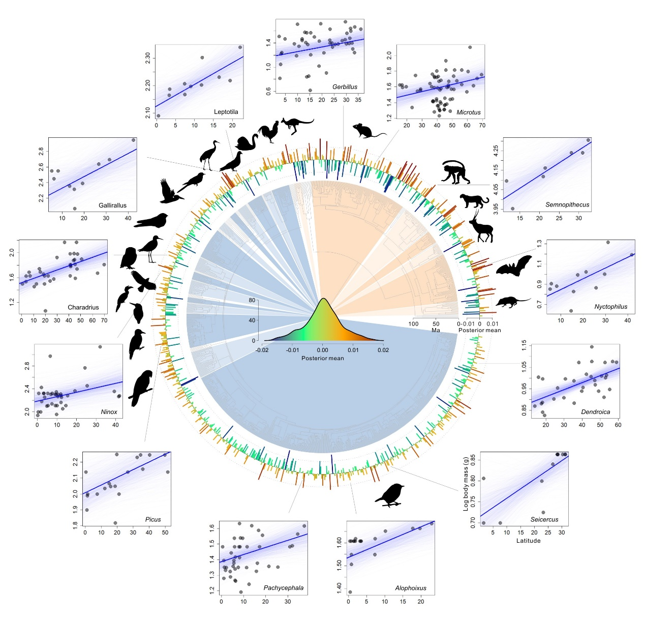 哺乳类和鸟类体型-纬度关系在系统发育树上的分布.png