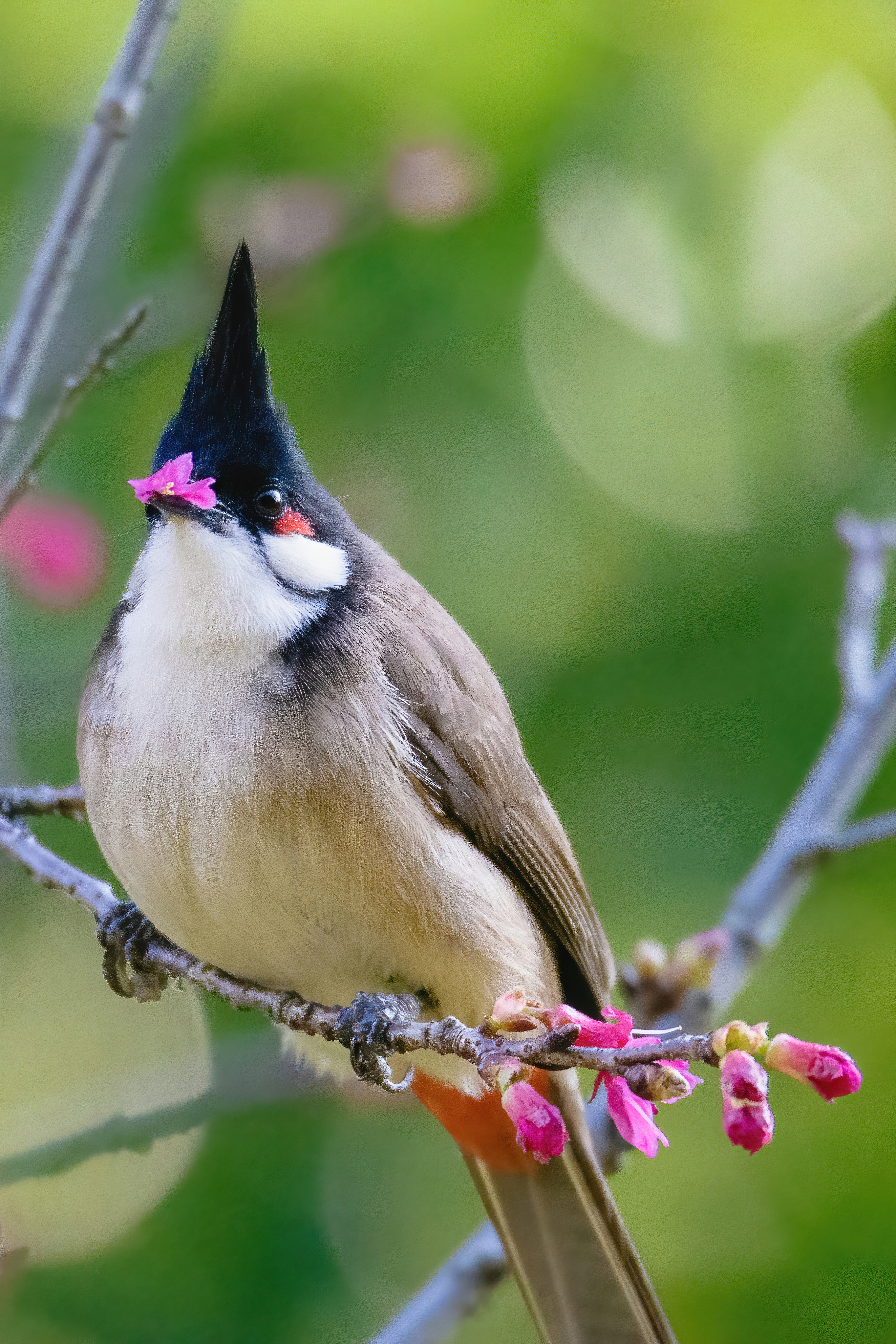 红耳鹎Red-whiskered Bulbul.jpg