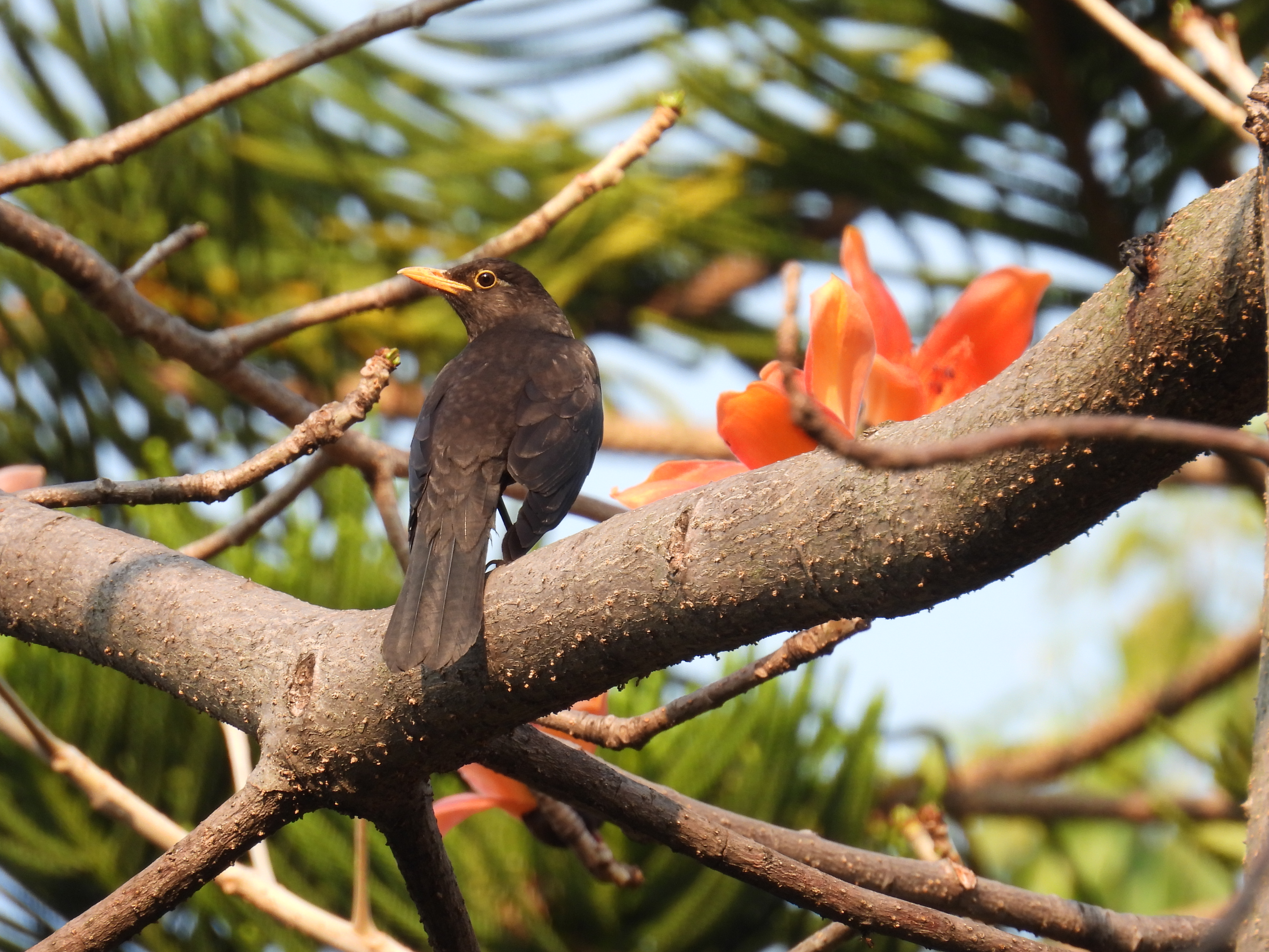 乌鸫Chinese blackbird (2).JPG