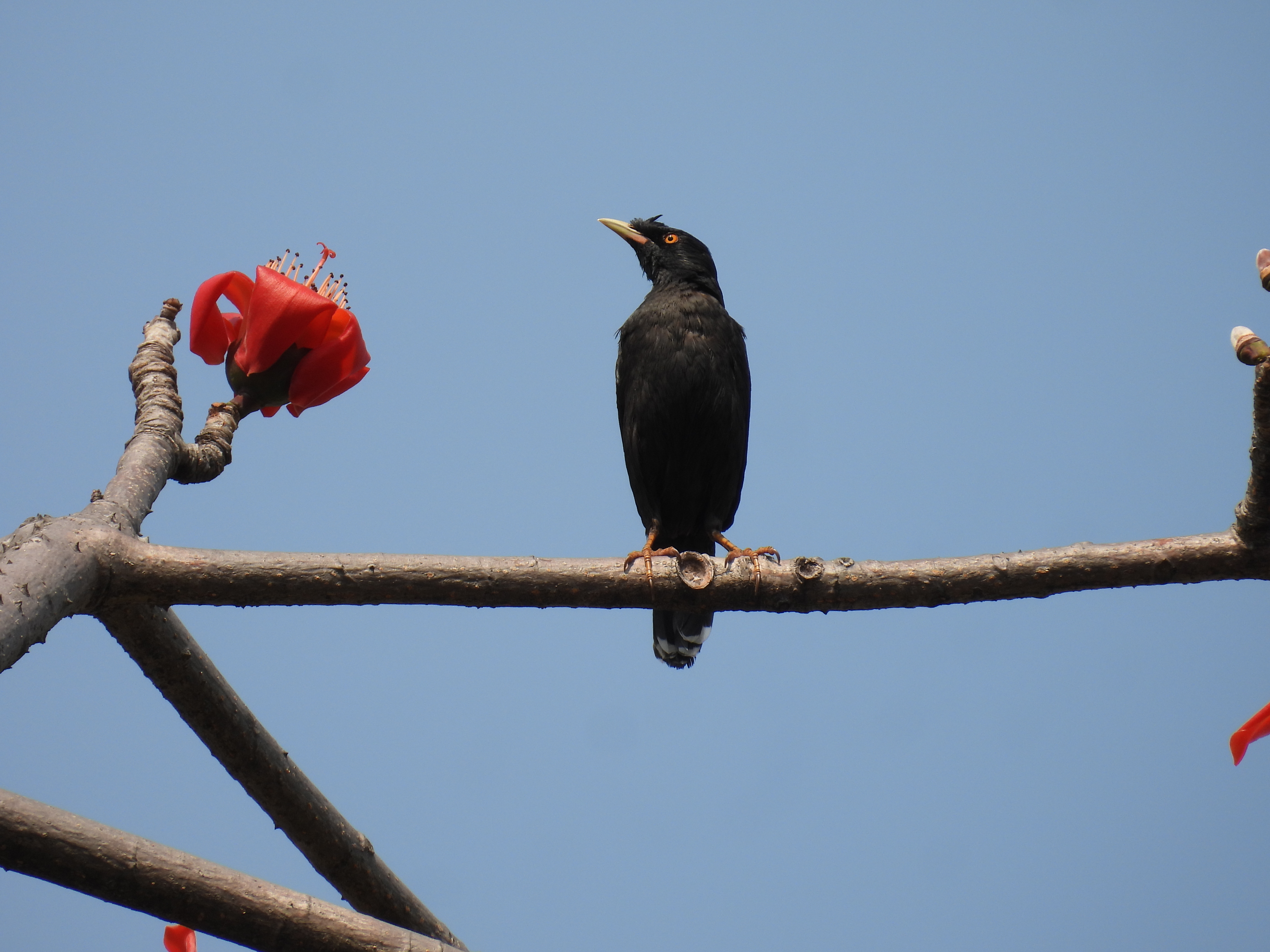 乌鸫Chinese Blackbird.JPG