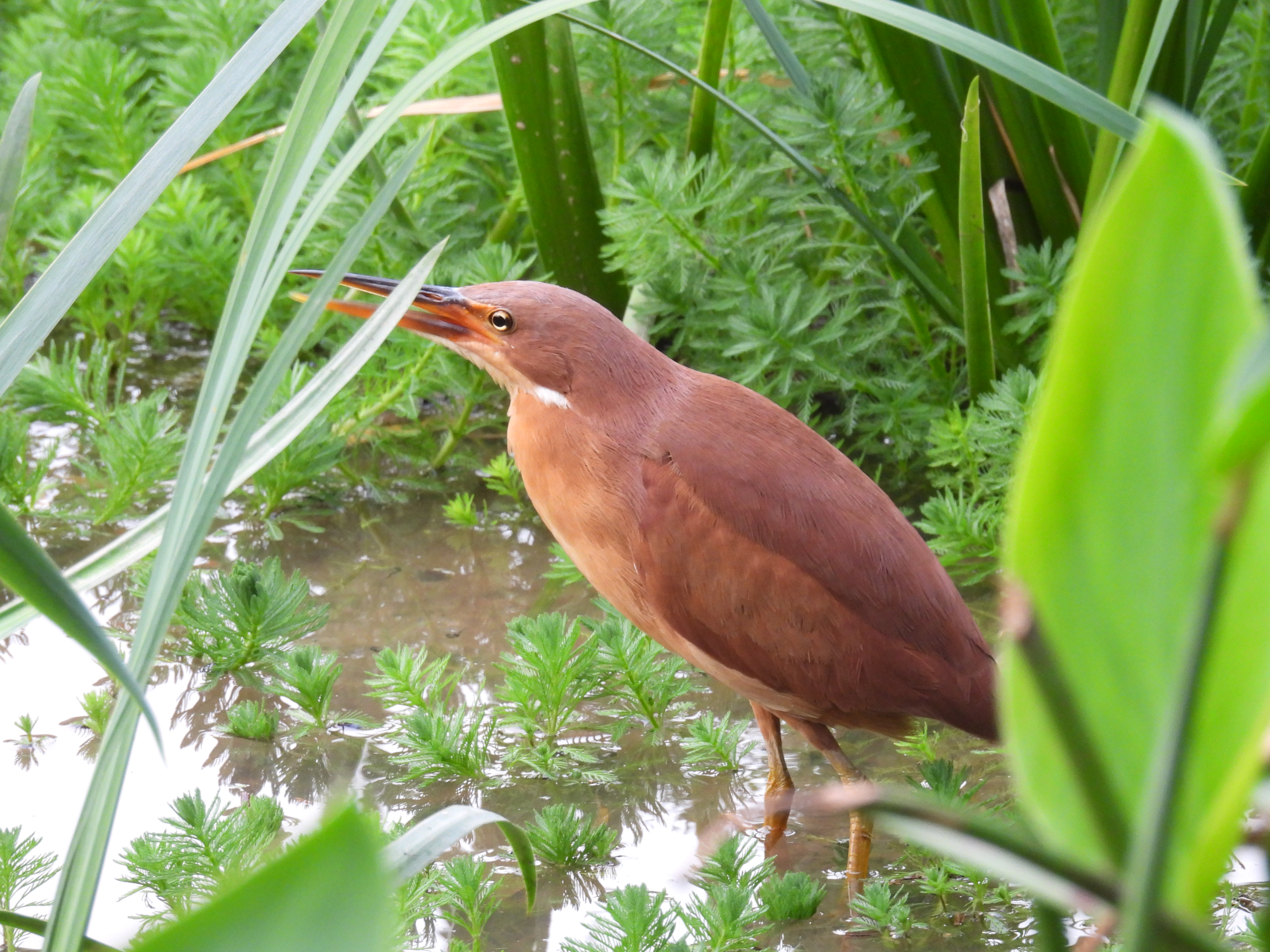 栗苇鳽 Cinnamon Bittern.JPG