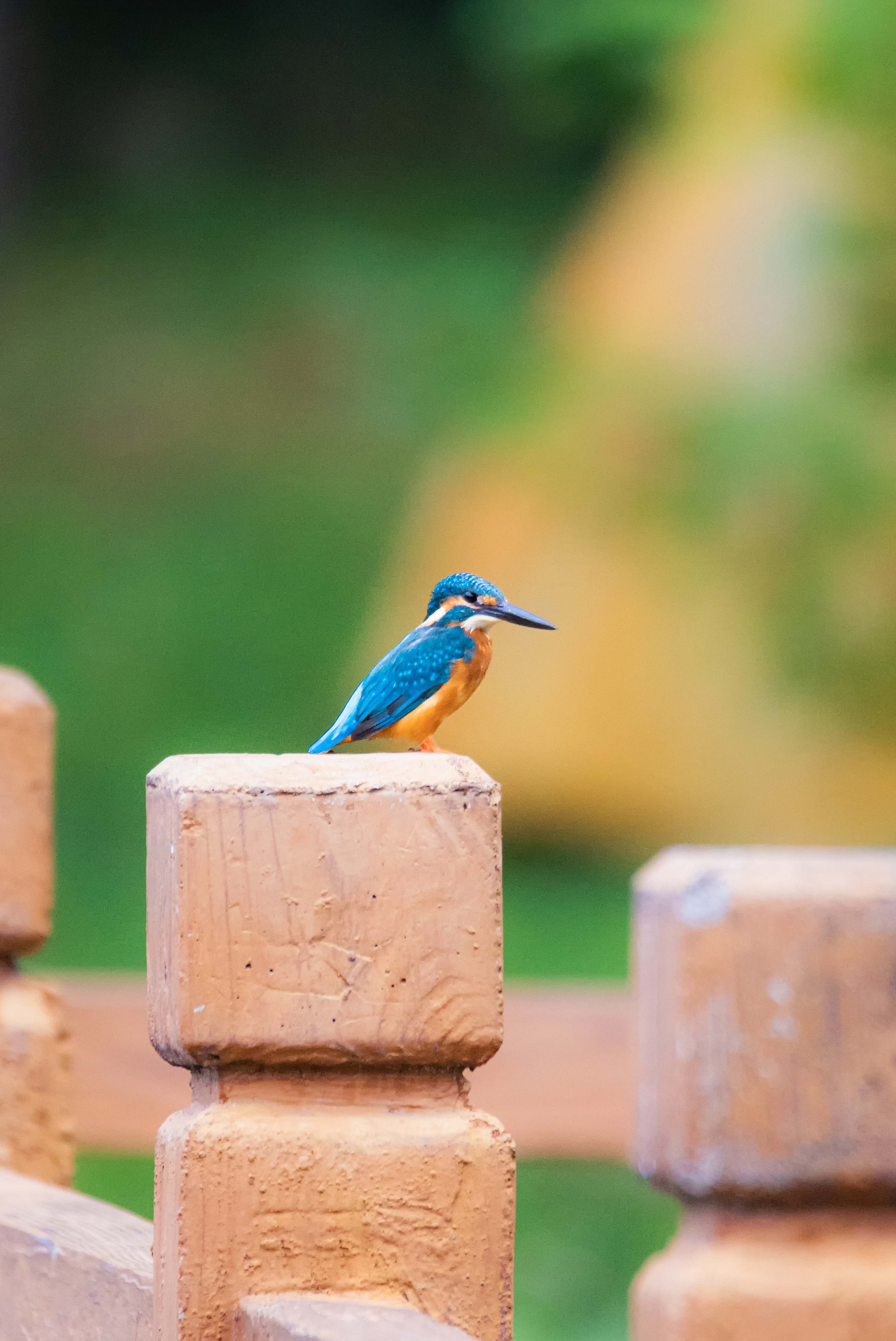 普通翠鸟Common Kingfisher.jpg