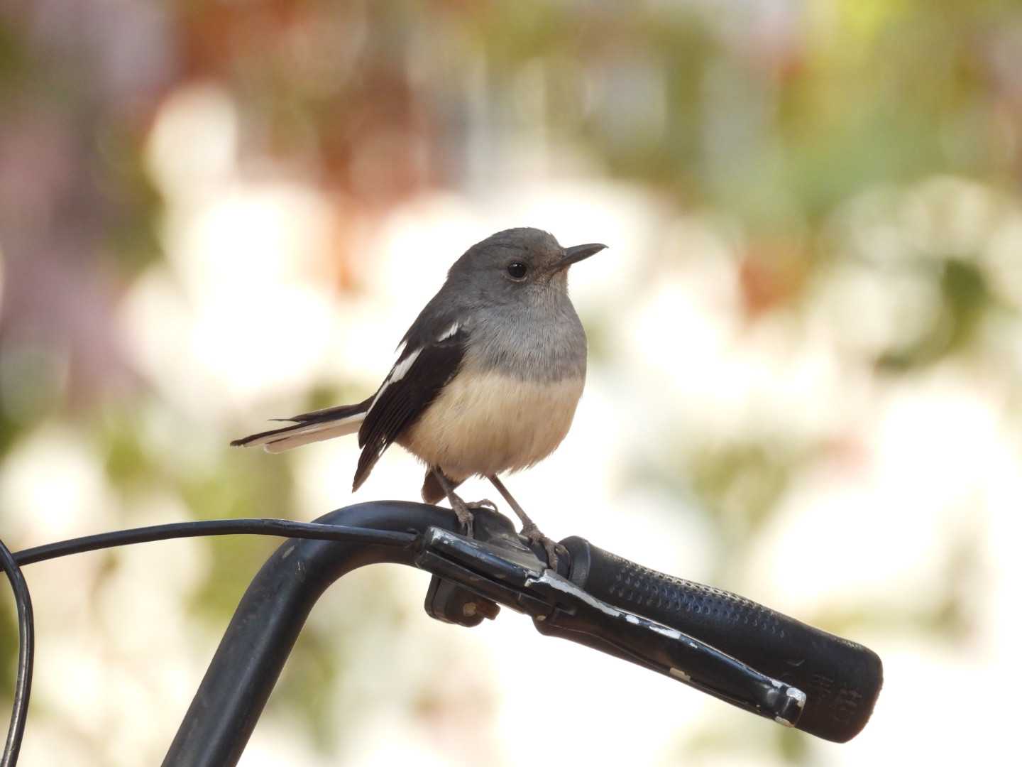 鹊鸲Oriental Magpie-Robin.JPG