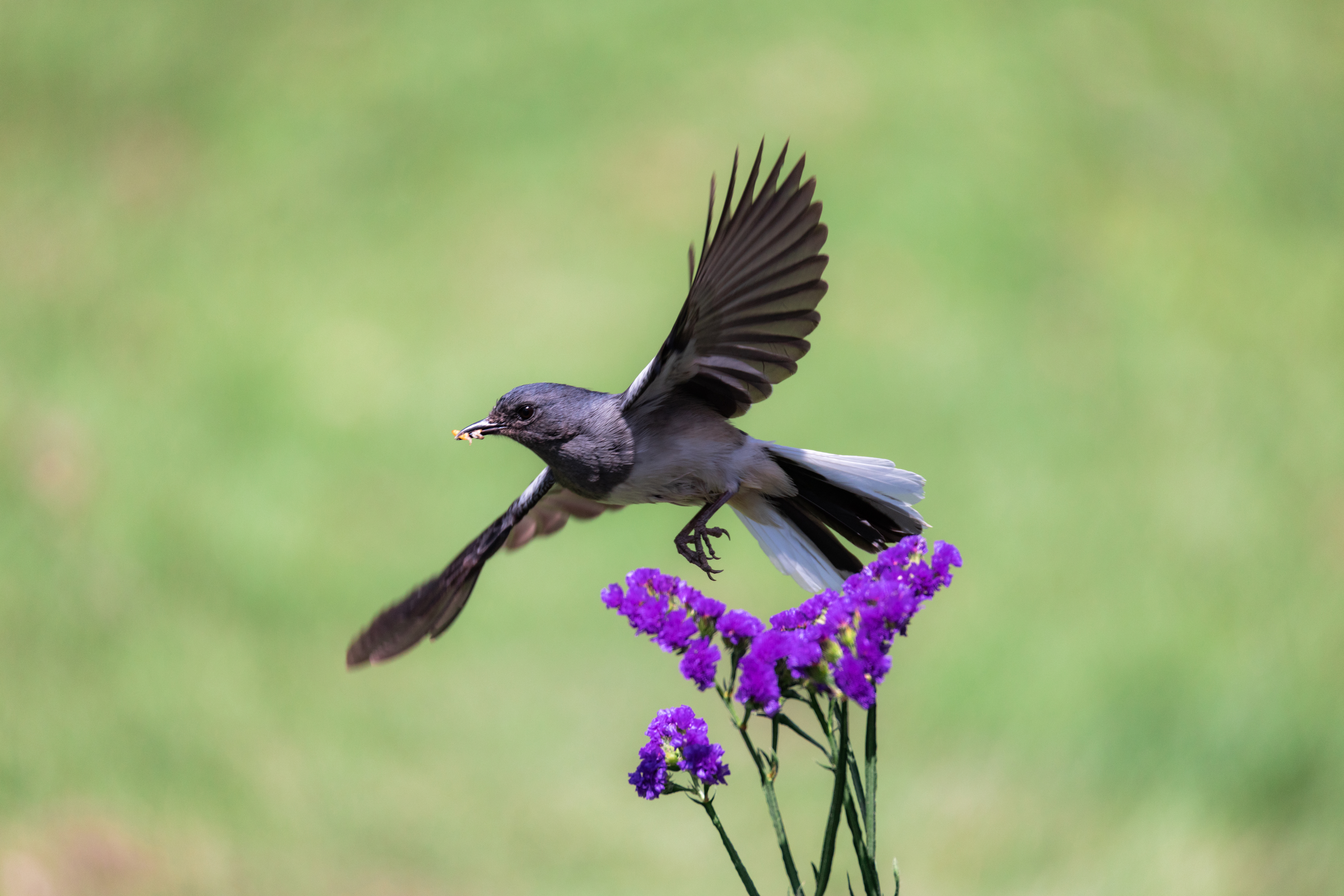 鹊鸲Oriental Magpie-Robin (2).jpg