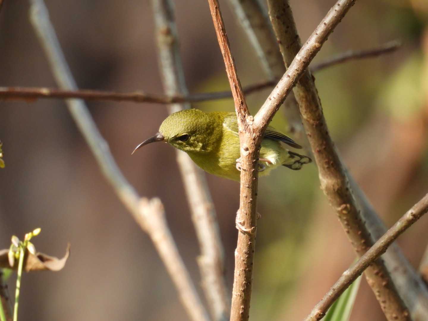 叉尾太阳鸟Fork-tailed Sunbird.JPG