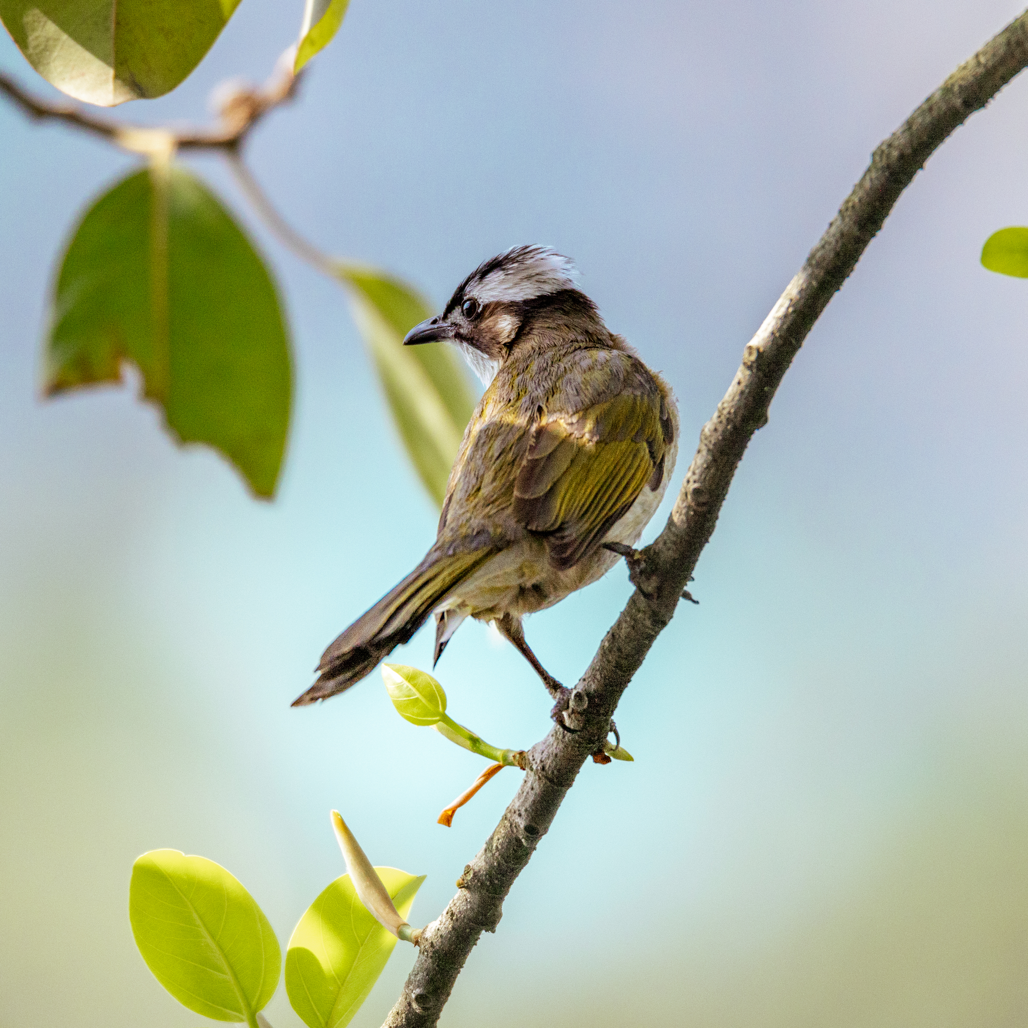 白头鹎Light-vented Bulbul.jpg