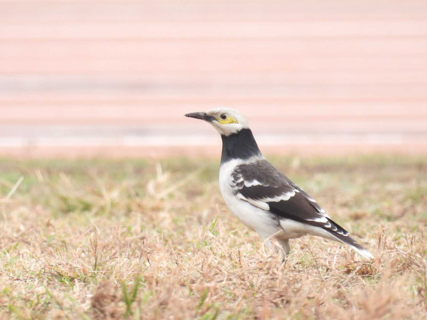 黑领椋鸟Black-collared Starling.JPG