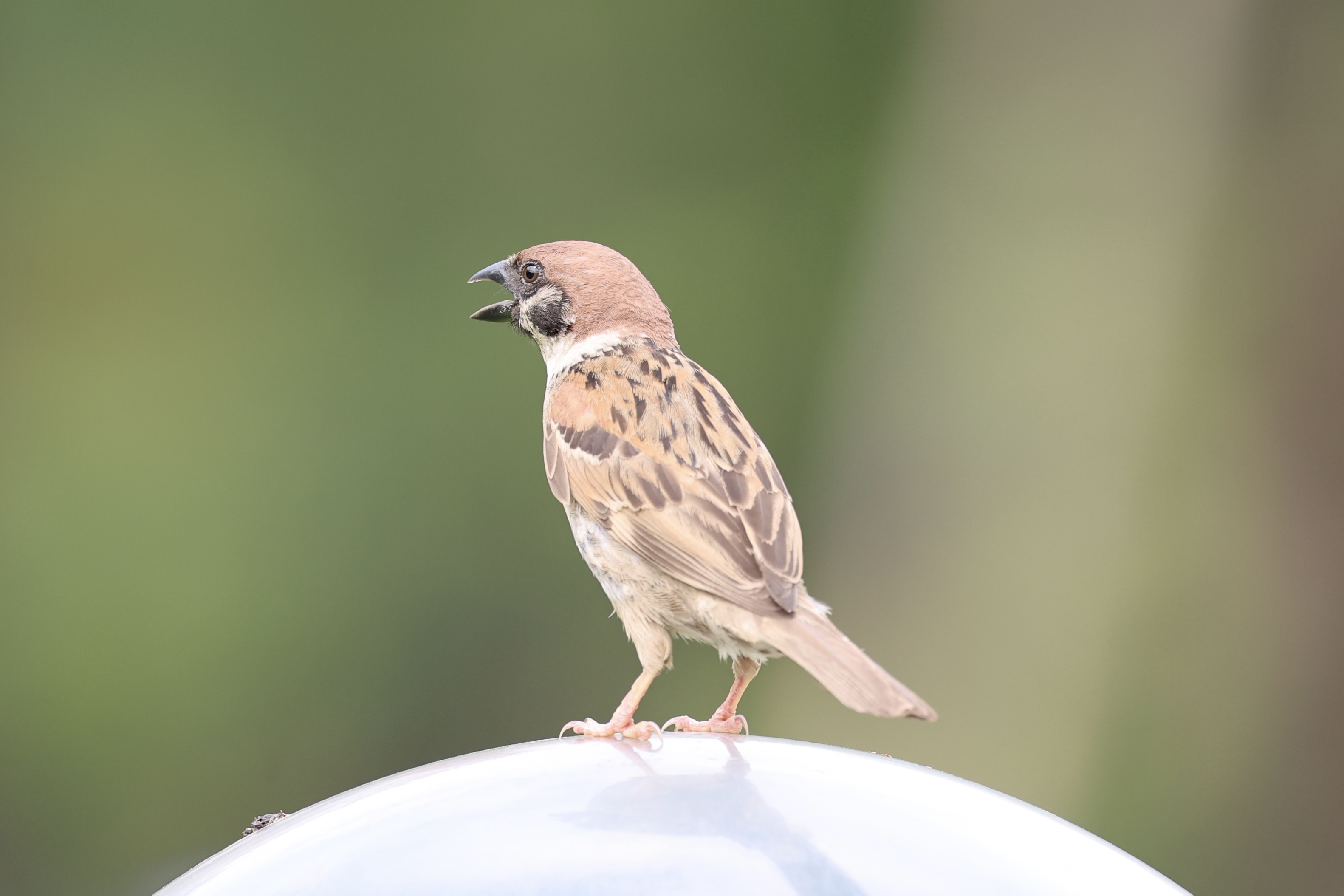 麻雀Eurasian Tree Sparrow.jpg