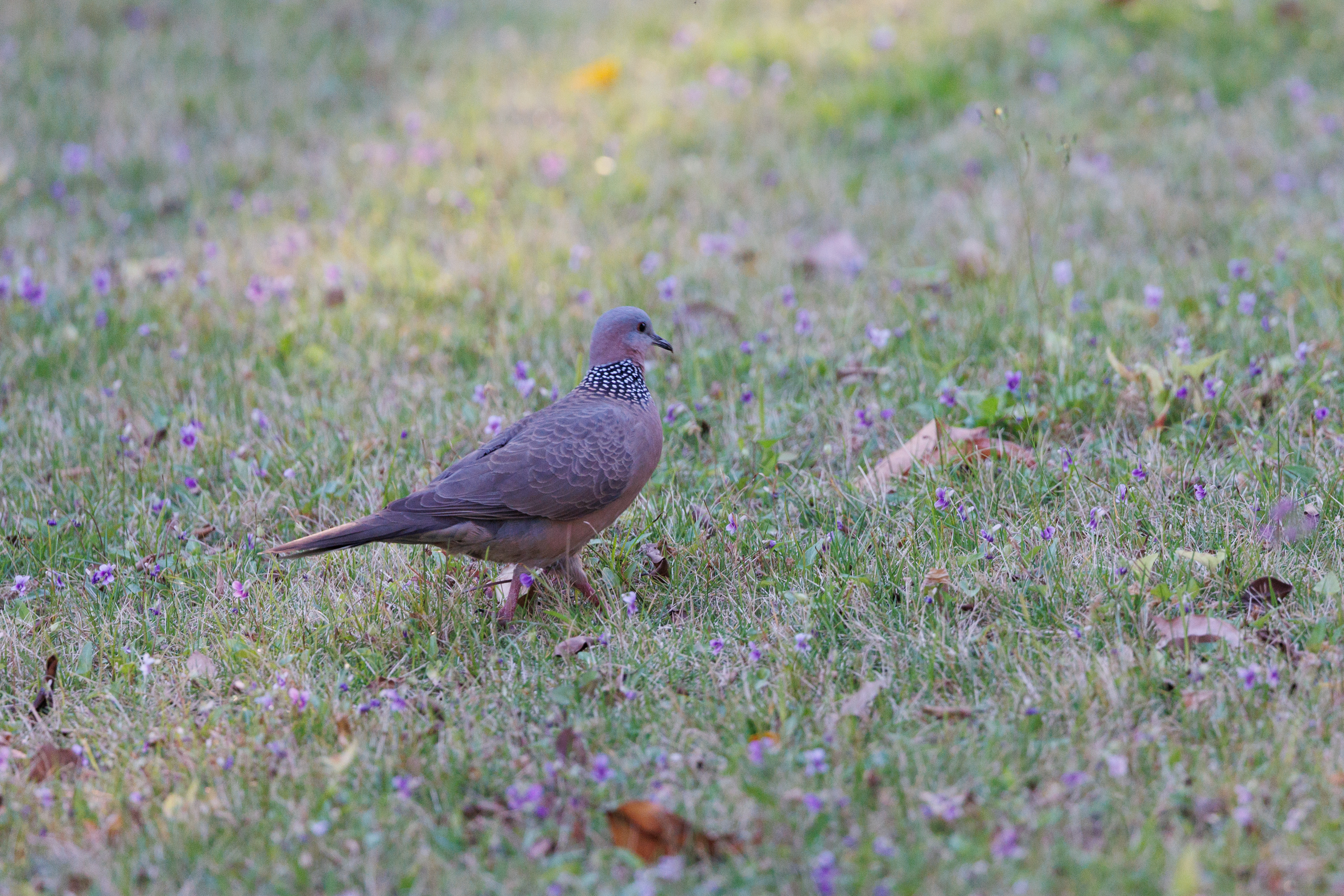 珠颈斑鸠Spotted Dove.jpg