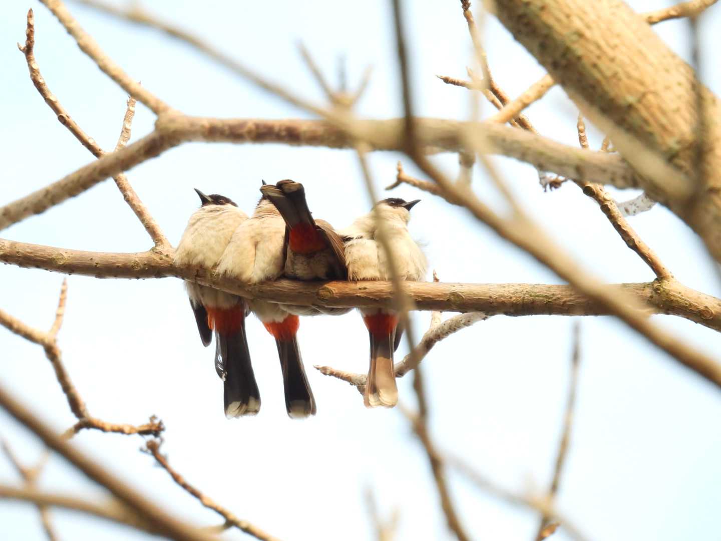 白喉红臀鹎Sooty-headed Bulbul.JPG