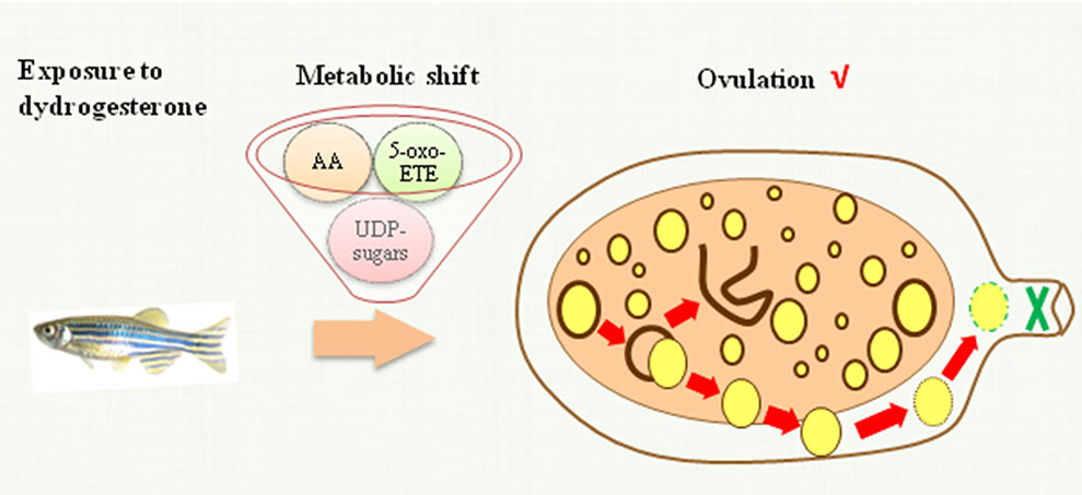 Dydrogesterone TOC jiang-正式版.jpg