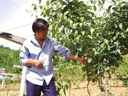 六家村村民秦根苗查看五味子的生长情况（图源人民网）.jpg