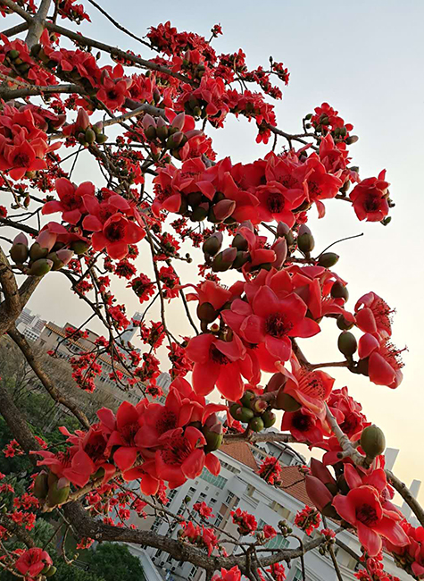 红棉花开a.jpg