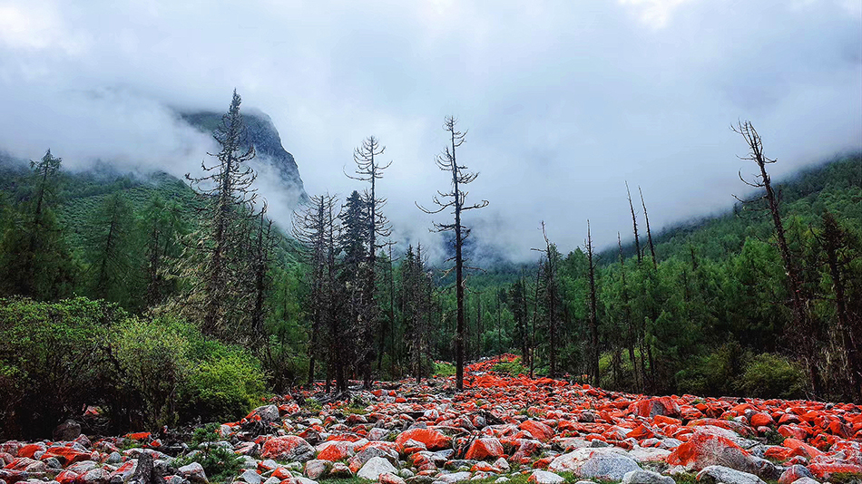 2 红石苔原裹翠林.jpg