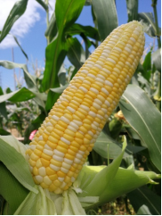 我校生科院主持选育的3个玉米新品种通过省级品种审定