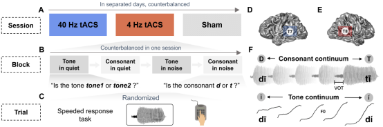 心理学院王瑞明教授团队在心理学国际顶级刊物Neurobiology of Language发表重要研究成果