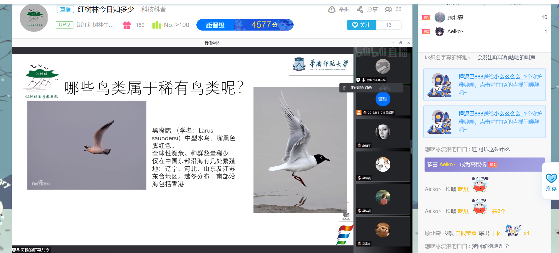 红树林中稀有鸟类的科普.jpg