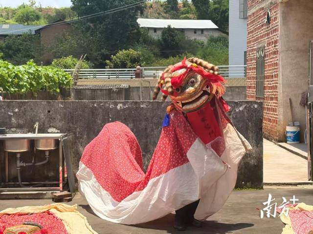 【南方+】青春叩问乡土文脉，赋能贝墩猫头狮活态传承